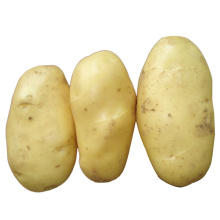 2015 New Crop Fresh Potato (150g and up)